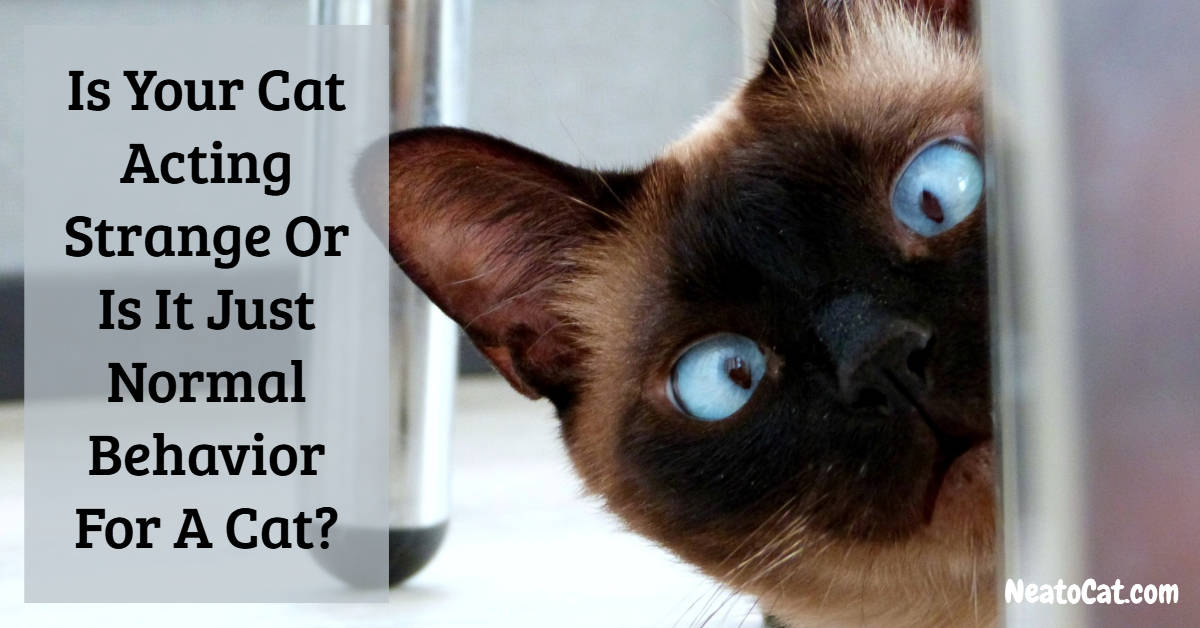 Is Your Cat Acting Strange Or Is It Just Normal Behavior For A Cat